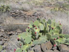 Prickly Pear inside the ruin