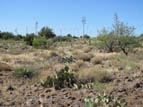 Agave around the ruin