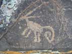 Zoomorphic petroglyph