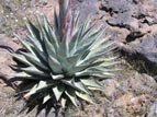 Agave plant